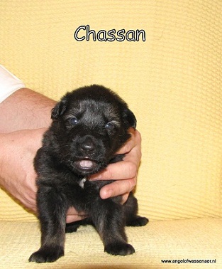 Chassan
